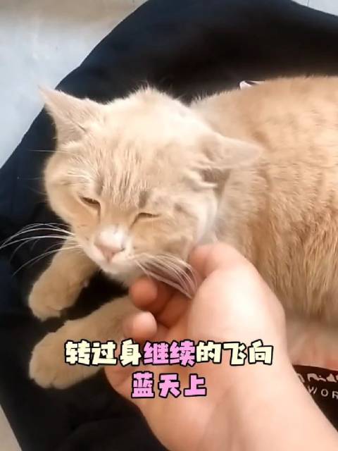 不过我喜欢王心凌，就连我们家的猫也喜欢王心凌