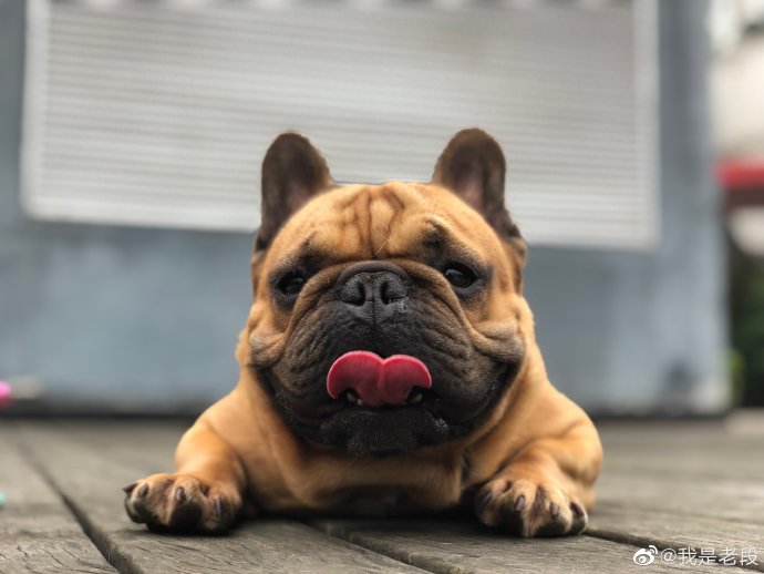 网友们对于“犬中王祖贤”这个梗是怎么评论和参与的？