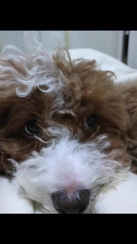 陈奕恒晒爱犬照引粉丝互动