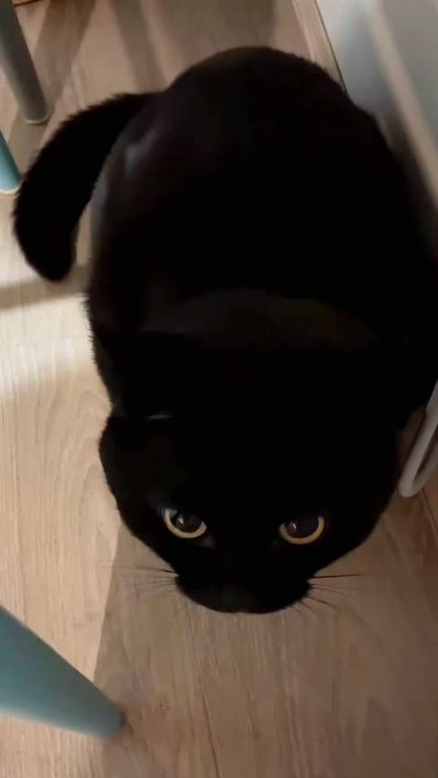 小猫的嘴努子好像海豹