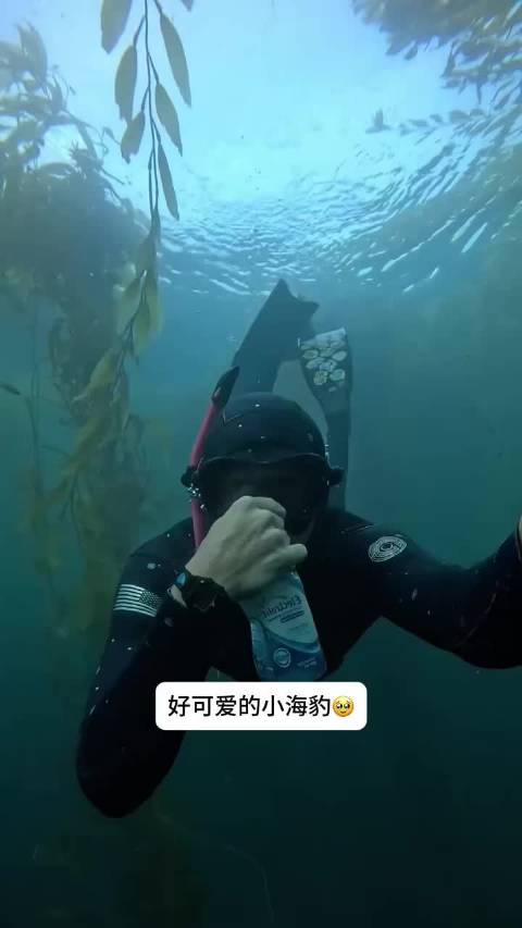 潜水博主偶遇好奇小海豹互动