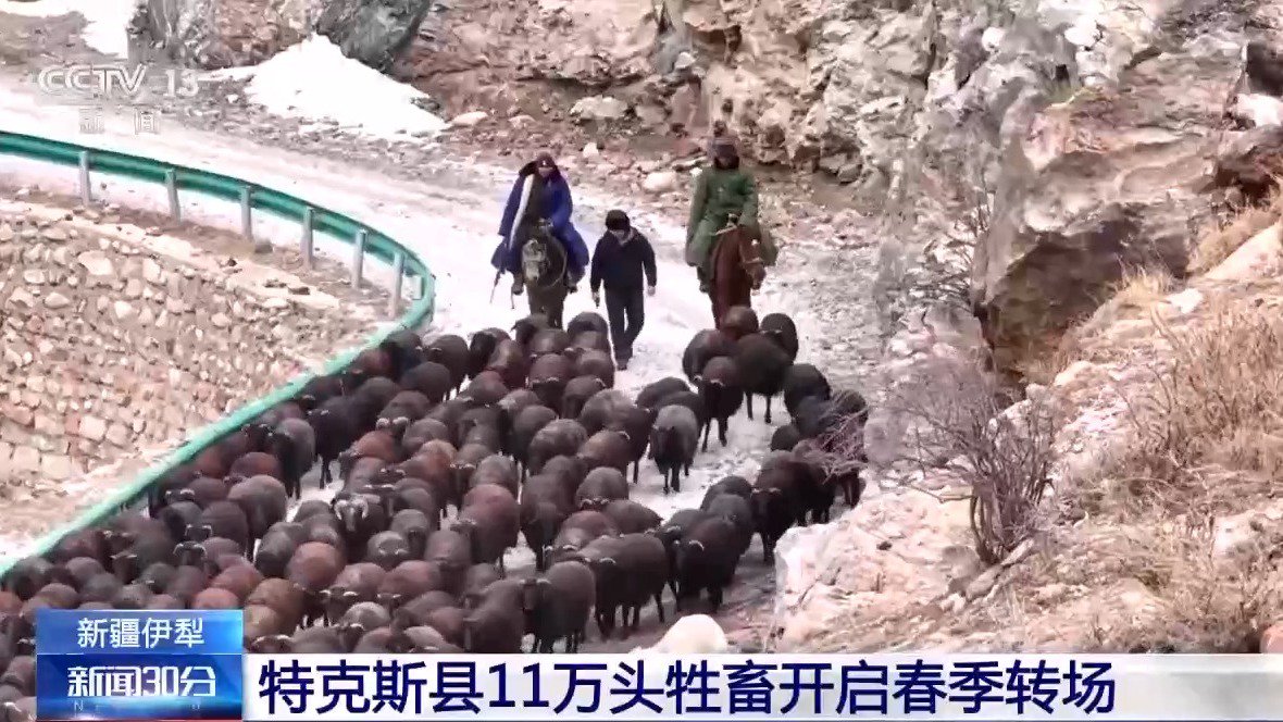 视频丨浩浩荡荡！新疆特克斯11万头牲畜开启春季转场