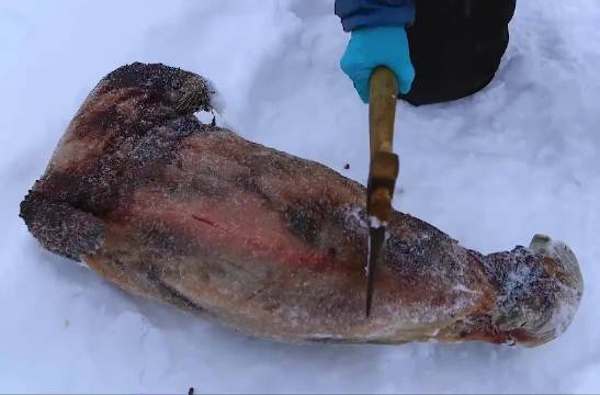 在零下60℃北极，因纽特人挑战生食海豹海象，揭秘极寒生存！
