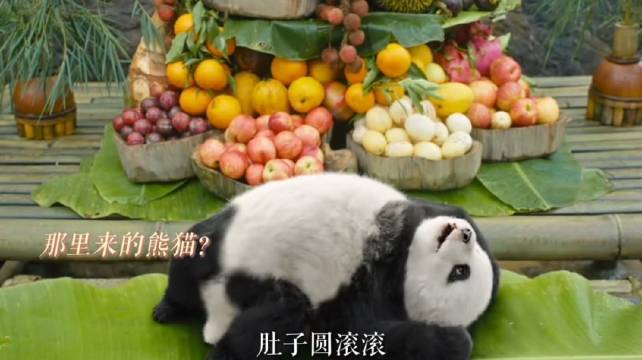 《熊猫计划之部落奇遇记》上映，功夫喜剧与熊猫萌趣结合