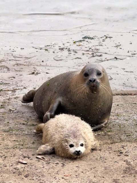 好可爱的海豹宝宝和海豹妈妈