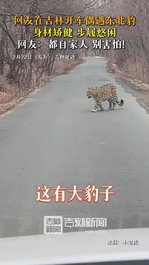 吉林延边现野生东北豹，宝马7系降价27万
