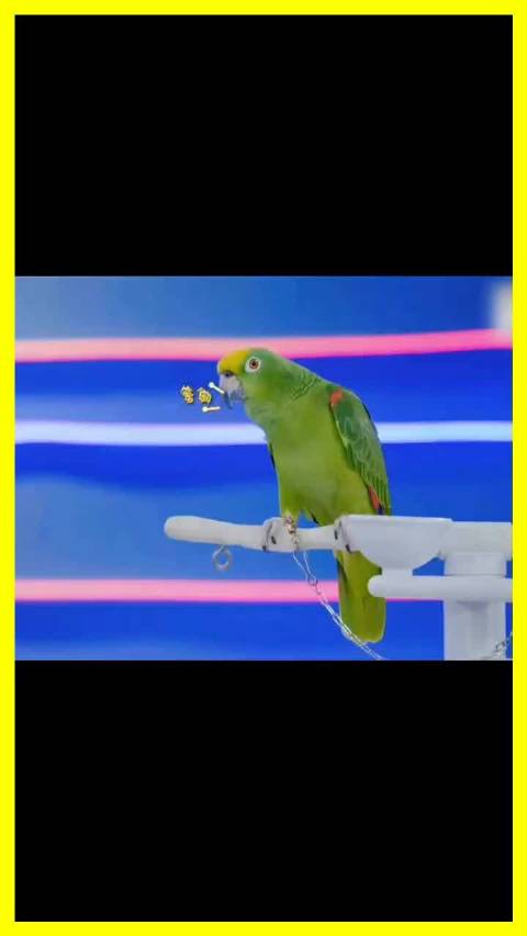 林更新逗绿鹦鹉反被怼，傲娇鹦鹉炸毛又秒怂