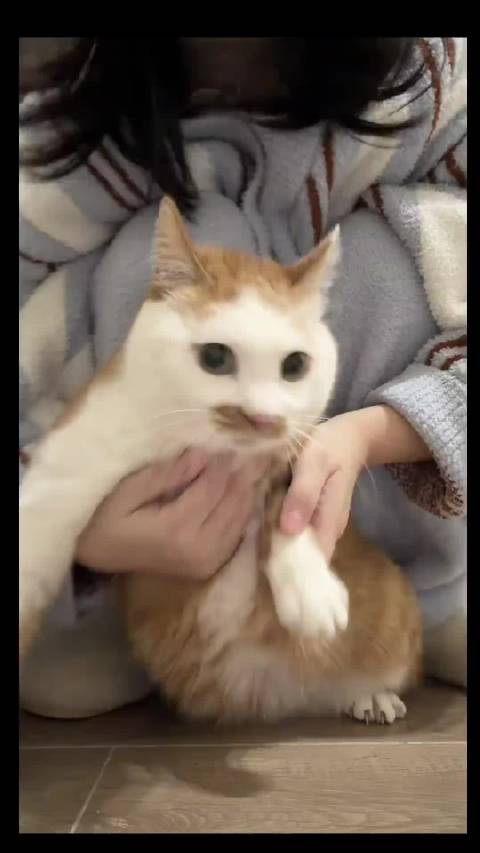 世界上声音倒数第一好听的小猫 cr回转海豹罐