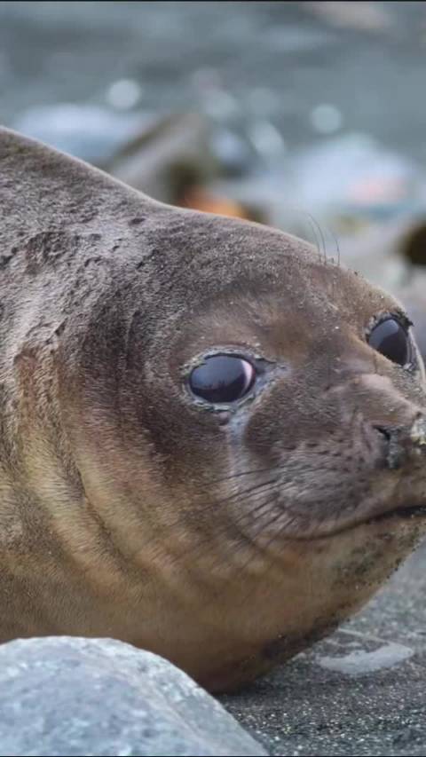 海豹 象海豹 南象海豹 Mirounga leonina TT: hbuttersmagee