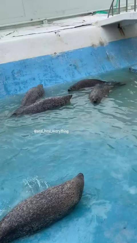 Phoca largha 豹吼 X: seal_heal