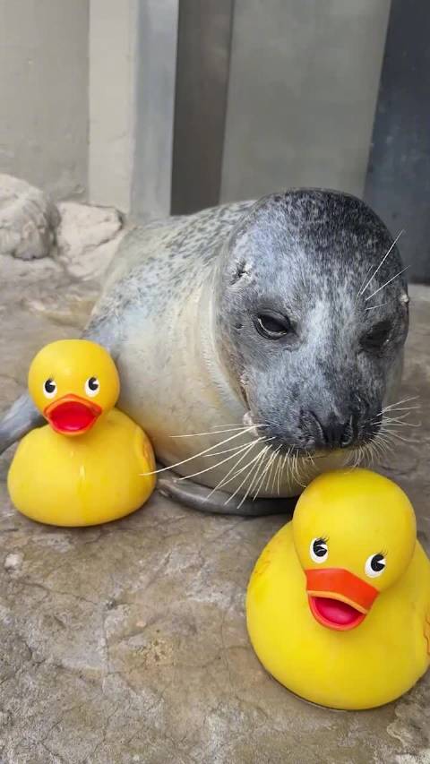 波士顿水族馆海豹痴迷橡皮鸭，水中紧抱萌态走红