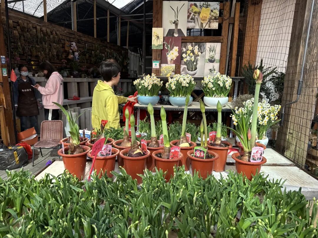 △图为漳州市高新区百花村里，市民正在挑选水仙花。