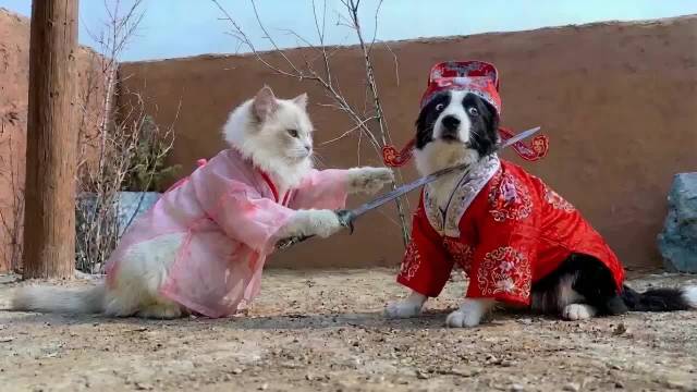 曾经有一份真诚的爱情放在狗狗面前
