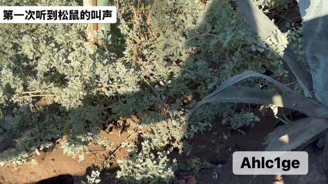 任嘉伦获荐圣莫尼卡松鼠拍摄胜地