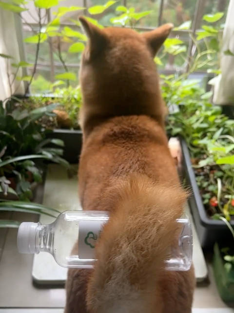 柴犬的尾巴还可以卷瓶子 ：小猪熊的乔乔