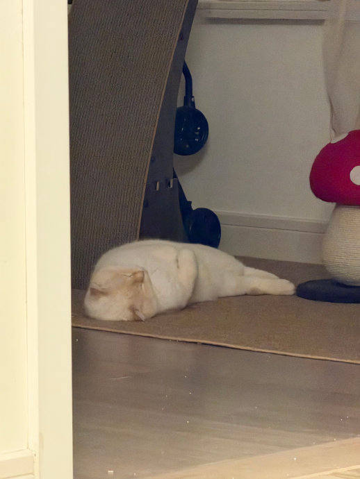 面包好像一只海豹