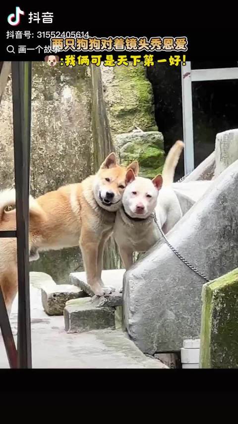 我在看抖音上视频看看黄渤老师