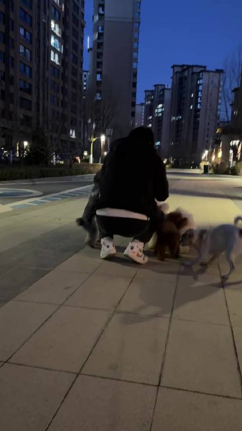 被狗狗们围绕的小马哥