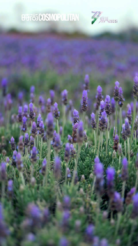 零碎的岛屿 漫天的星河 都会化作羽毛 带我寻找你的方向