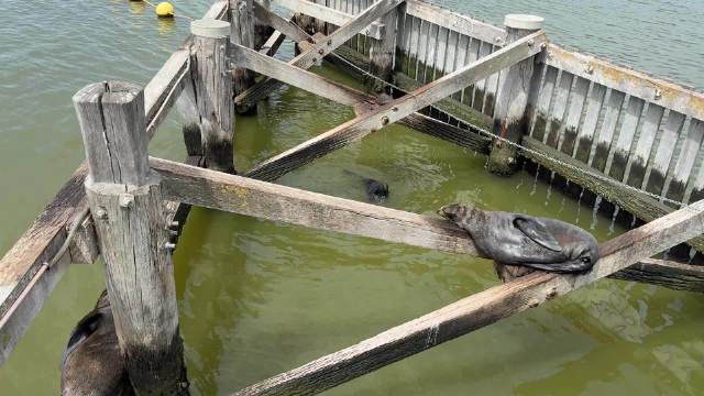 游客在goolwa偶遇海豹跳跃上岸
