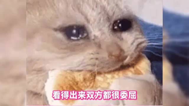 能用手撑着走的是海狮 海豹手短只能在地上一duang一duang地走