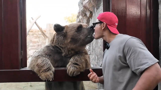 金钟国和狗熊亲嘴，胆子也太大了，他还敢摸着老虎拍照！