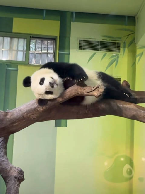 妹猪圆肚妖娆睡姿似海豹