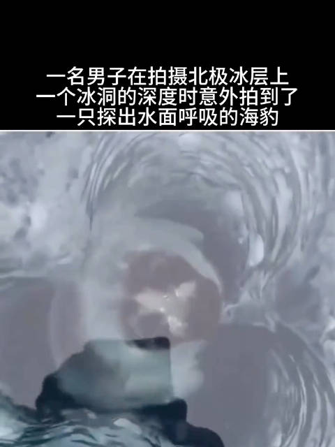 男子北极拍冰洞，意外遇海豹探头呼吸