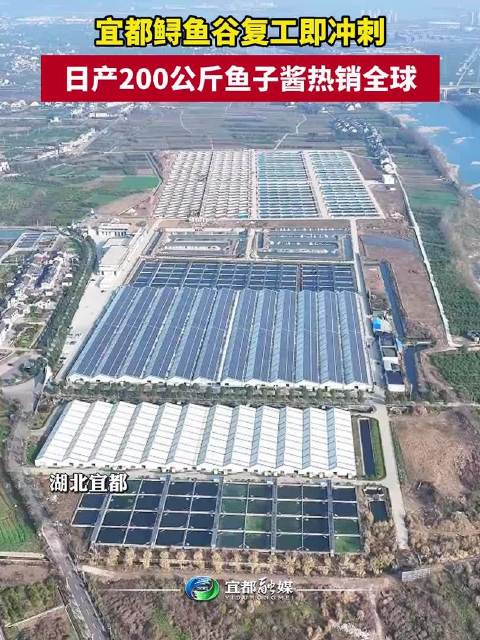 湖北宜都日产200公斤鱼子酱销全球