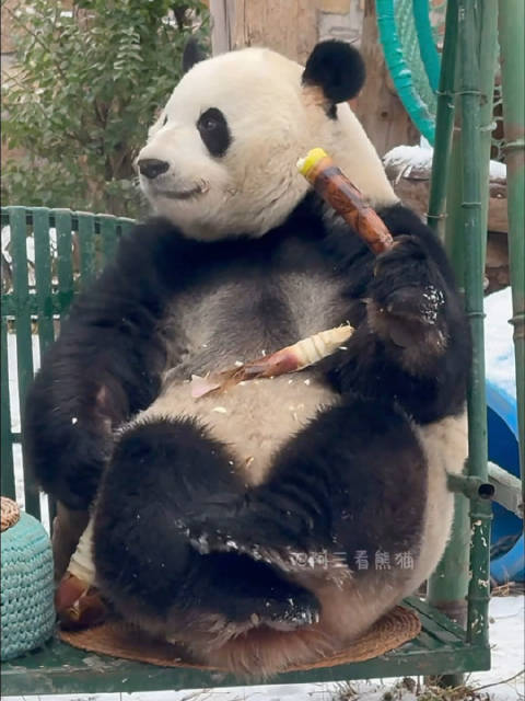大熊猫萌兰雪中吃笋撒娇，奶爸贴心喂食互动