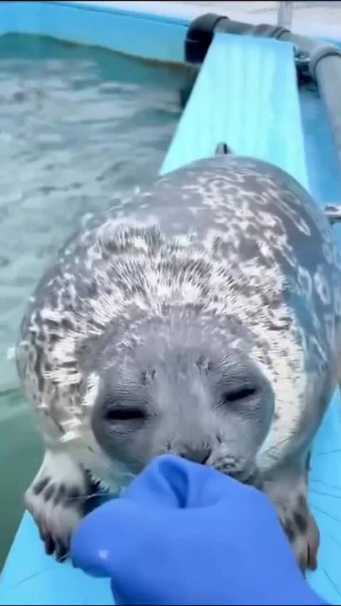 海豹为什么对人类友好？