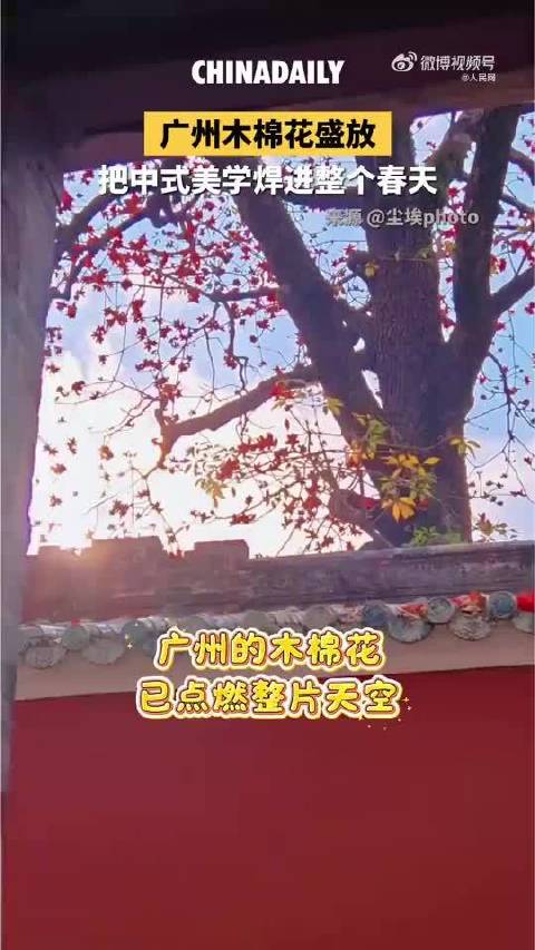 广州木棉盛放周深献唱共赏岭南春色