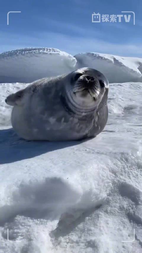 海豹的睡前仪式感好足
