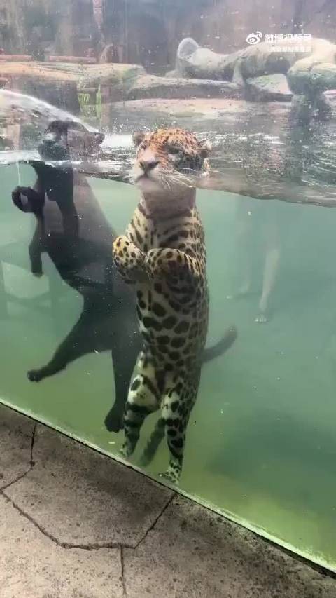 会游泳的大猫误入海豹馆，画面也太可爱了