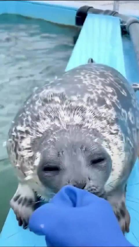 你知道海豹为什么对人类这么友好吗动物解说 海豹