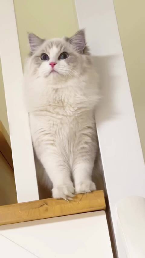 郑州布偶猫 蓝山双弟弟找新家