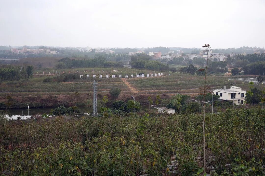 南药国家现代产业园药王谷项目。