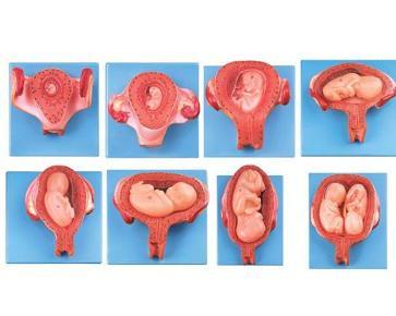 胎儿发育过程模型