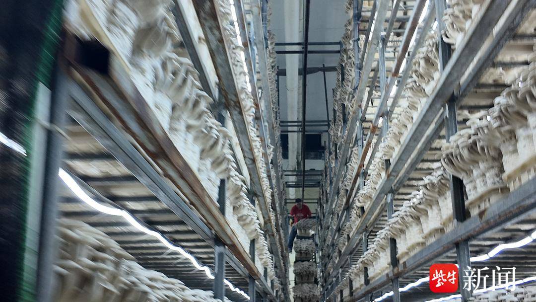 品品鲜280名员工齐复工 日产50吨鲜鹿茸菇供应各地市场