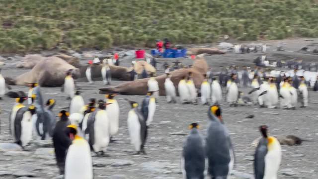 象海豹与企鹅体型对比引惊叹