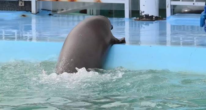 一只因急着吃饭而努力上岸的海豹 twi: mie_wamonski