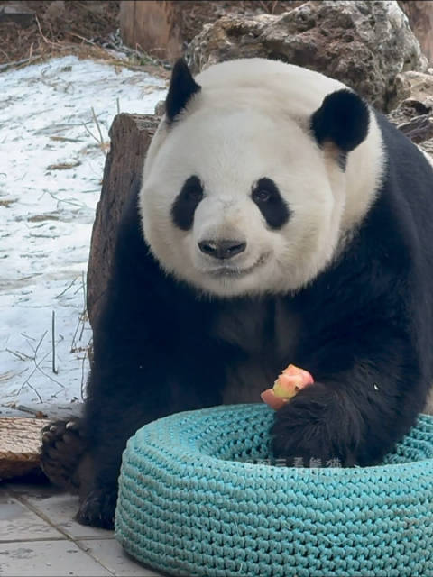大熊猫萌兰2026年2月27日雪天吃苹果玩耍