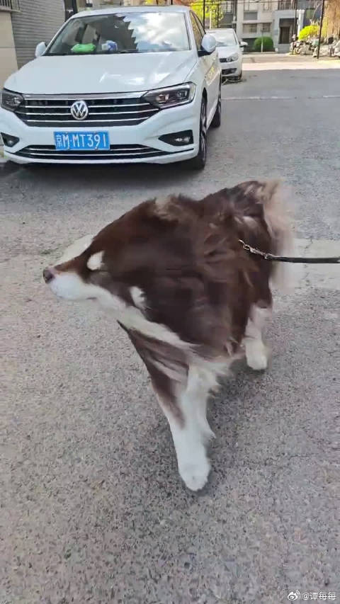 被大风吹成海豹了