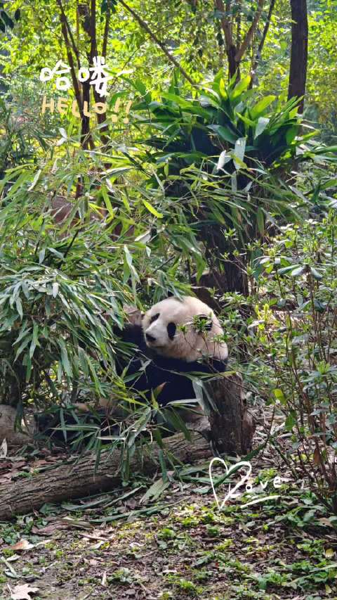 王俊凯假期现身成都与熊猫花花互动
