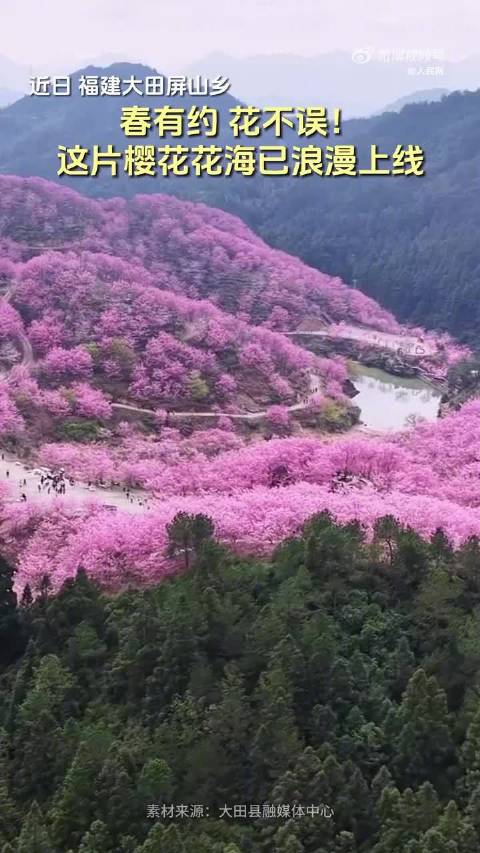 福建大田屏山乡百亩樱花盛放，繁花似锦映青山