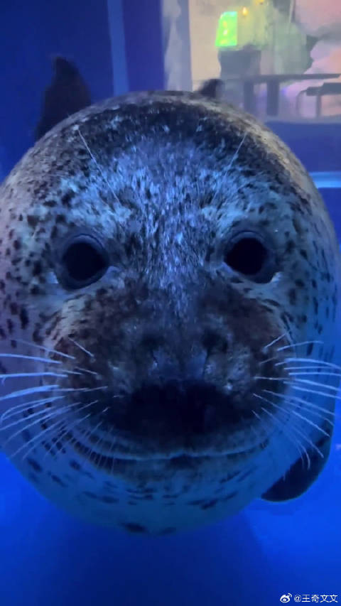 宝宝你是世界上倒数第一好看的海豹
