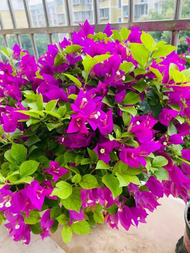 花同样的价钱，买有机肥，还是化合肥？肯定是量越大越好！