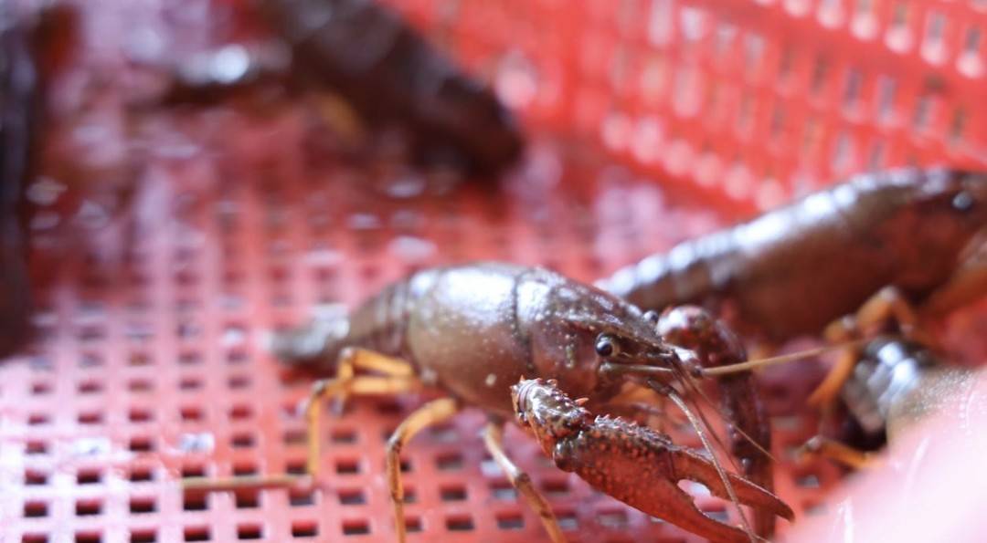 日产4000斤 四川安居新春第一波小龙虾上市