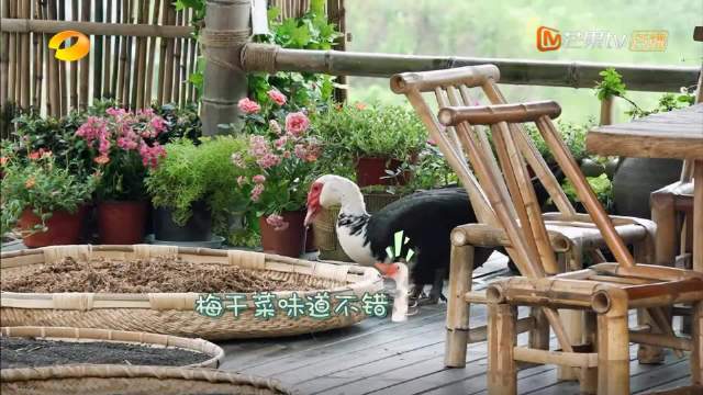 刘宪华初见黄渤逗笑何炅，蘑菇屋上演梅干菜扣肉诱惑