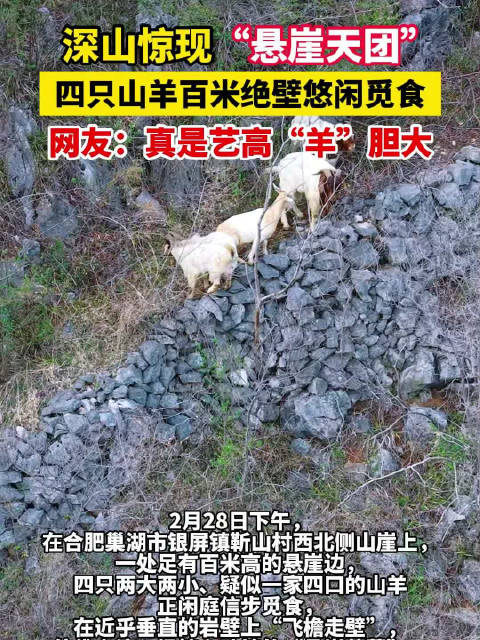 合肥深山惊现悬崖天团合肥山羊百米绝壁淡定干饭
